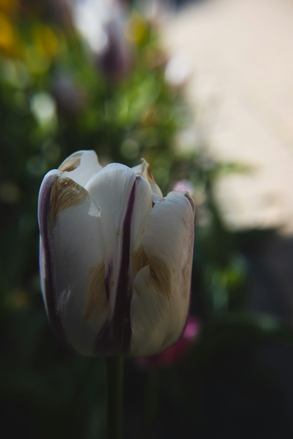 um close up de algumas flores
