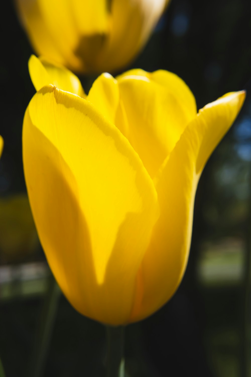 Un primer plano de una flor amarilla