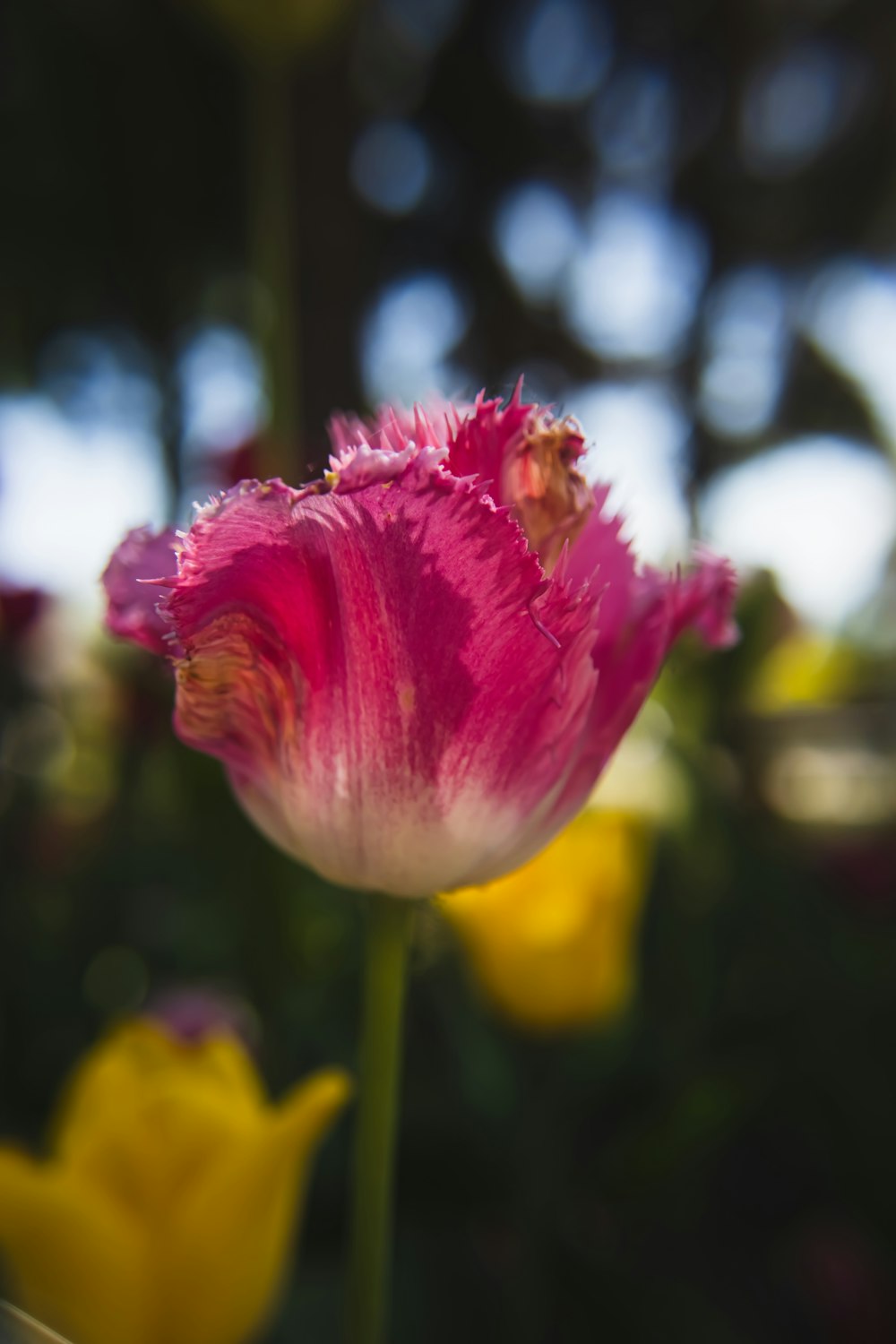 um close up de uma flor