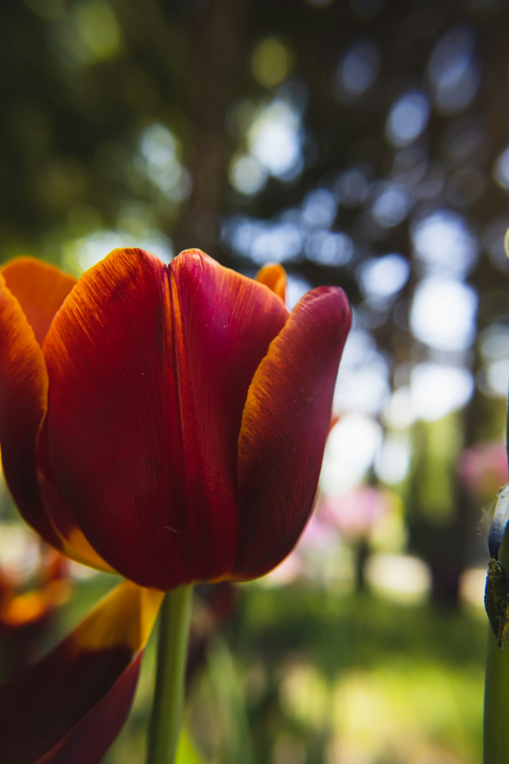 a close up of a flower