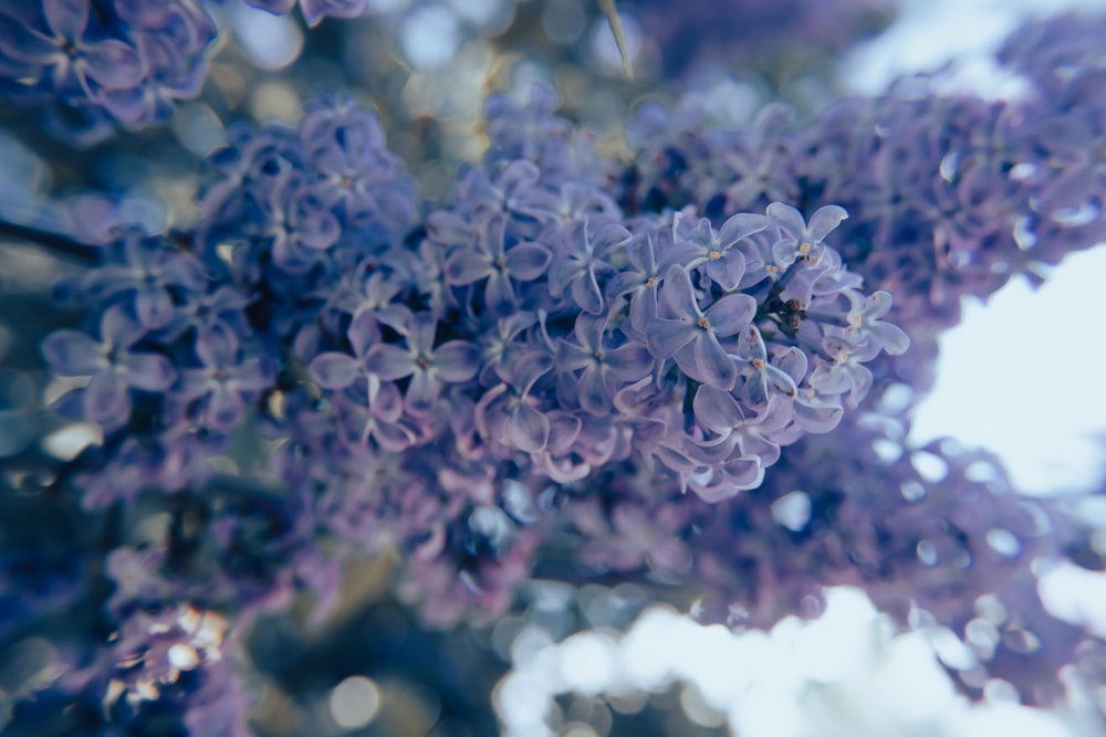 a close up of flowers