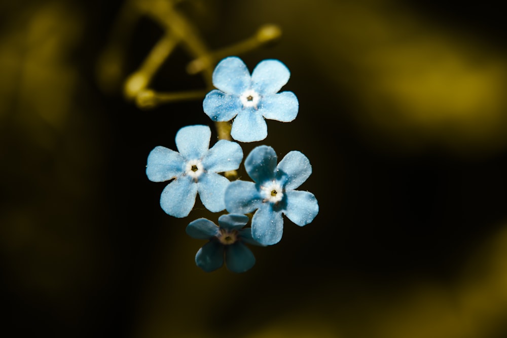 un groupe de fleurs bleues