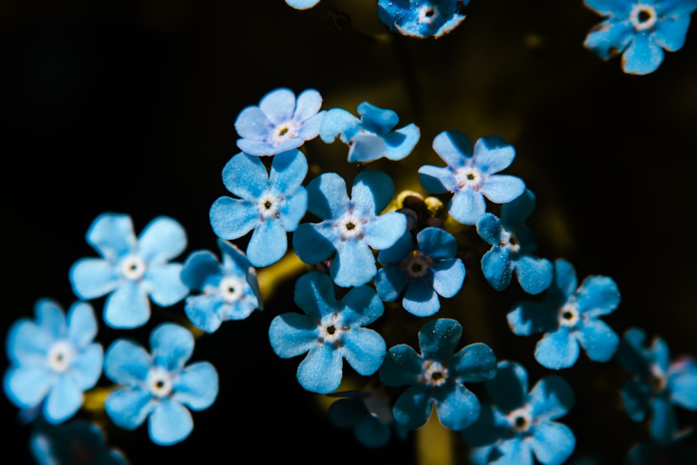 un groupe de fleurs bleues