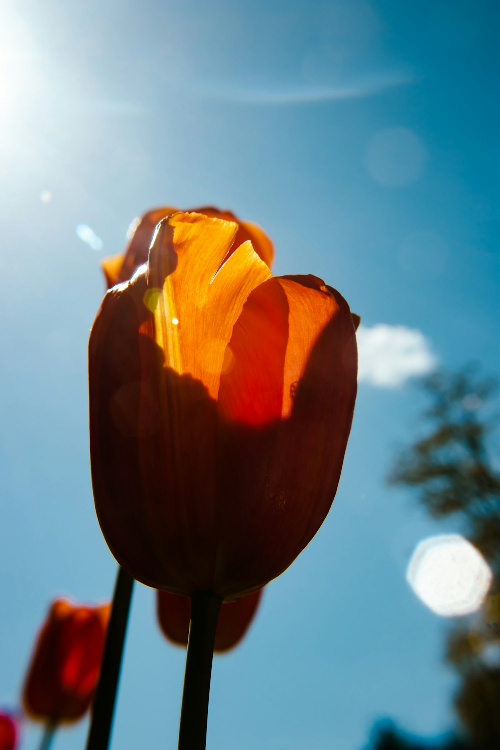 un primo piano di un fiore