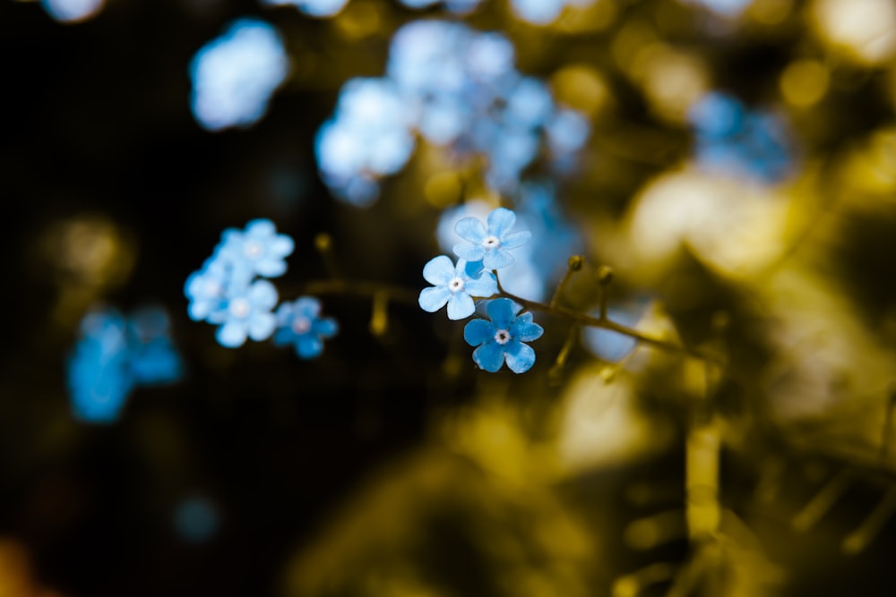 Un gros plan de fleurs