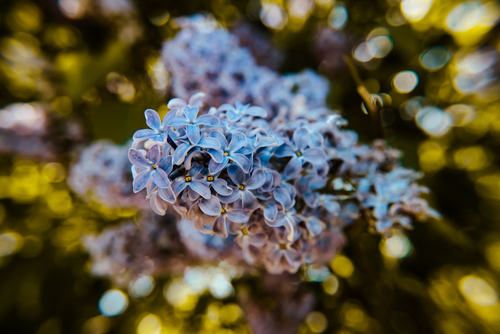 um close up de uma flor