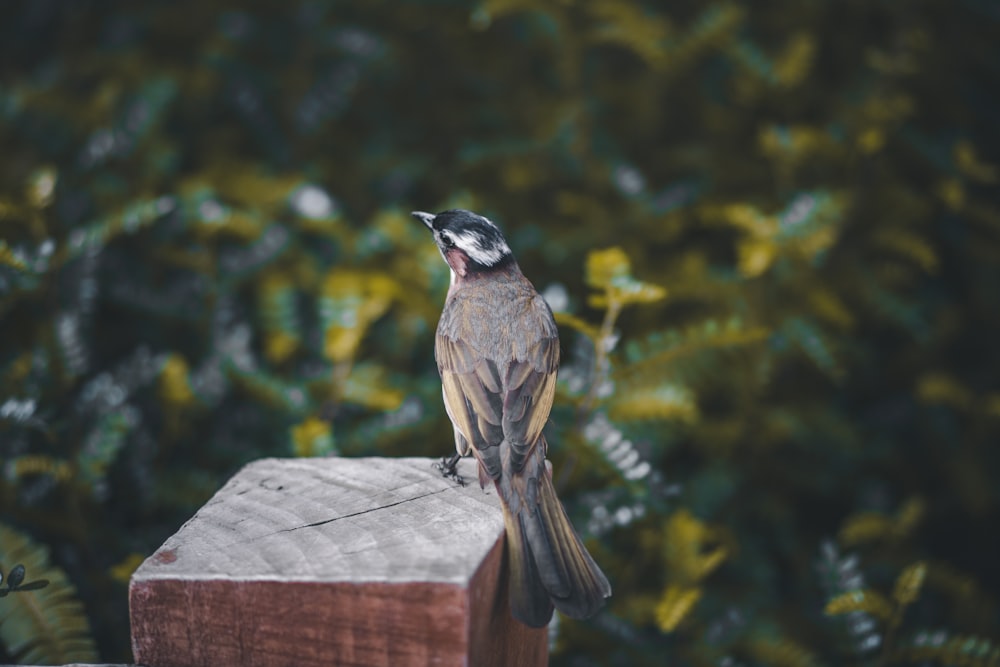 a bird sits on top of a wood post