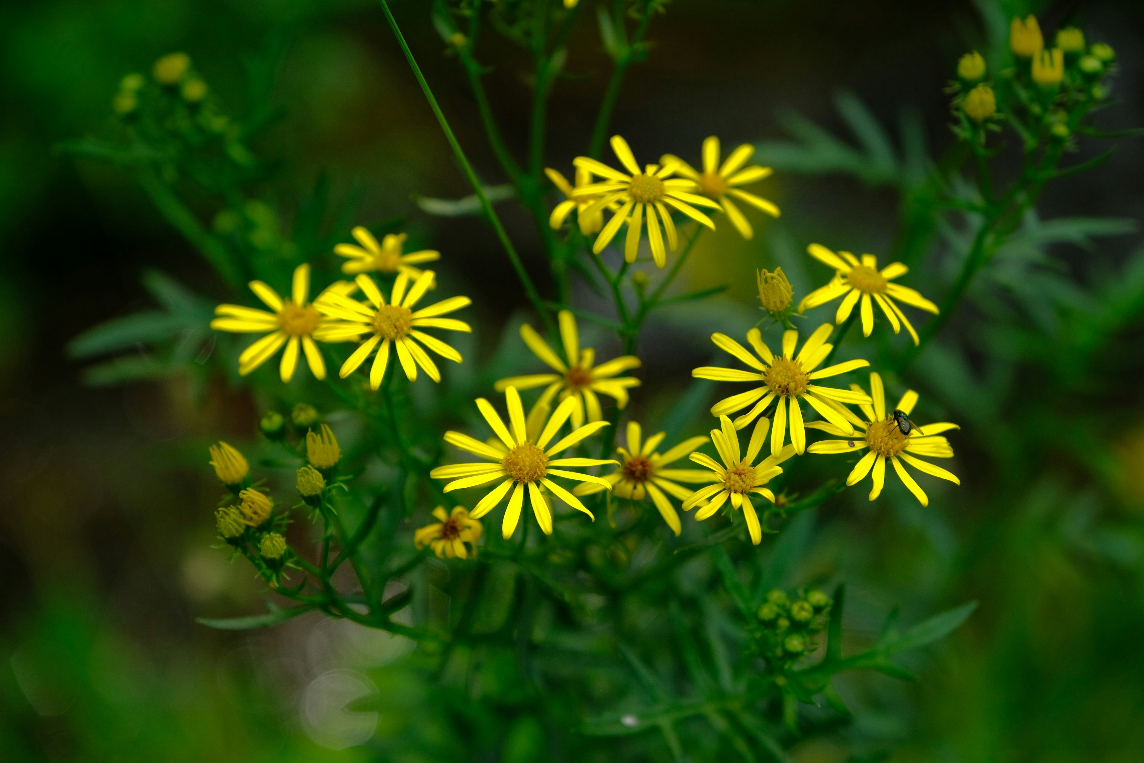 Photo by mrparalloid