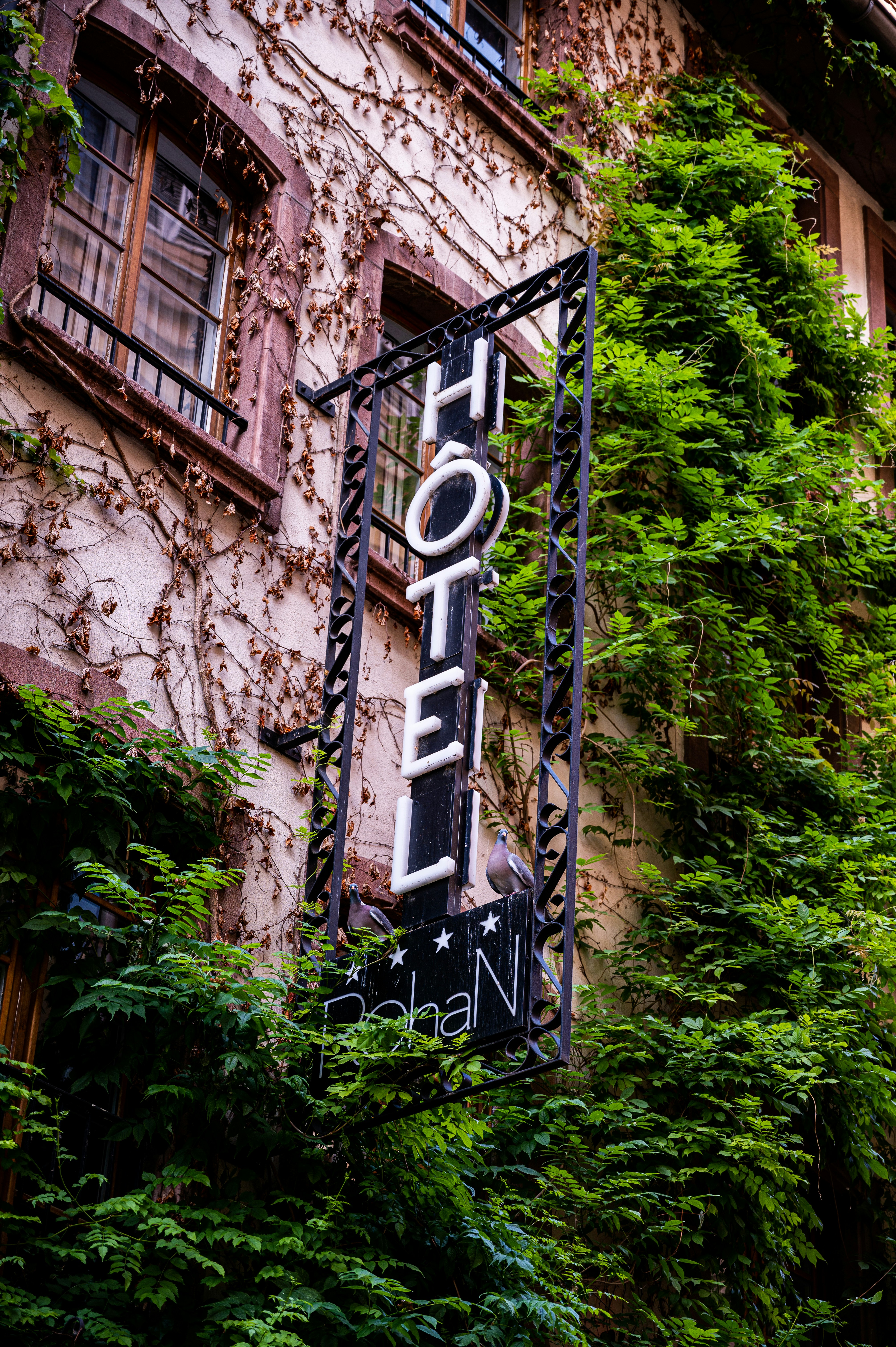 a bird sitting on a bird feeder