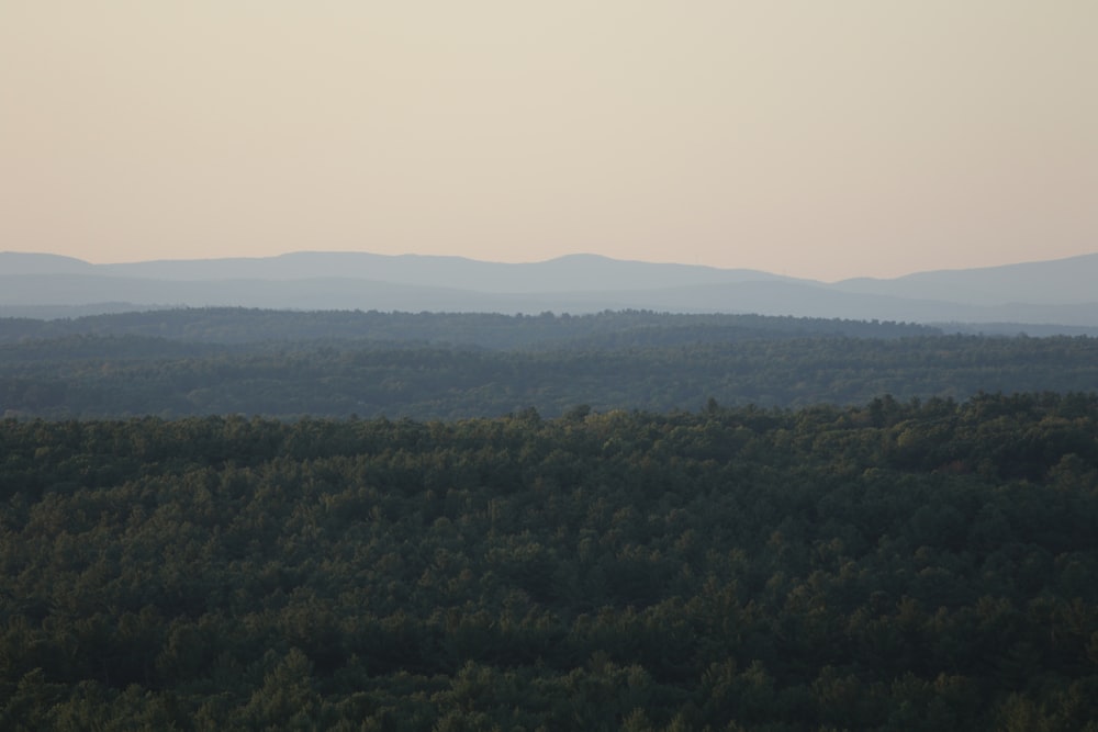 a large forest with mountains in the background