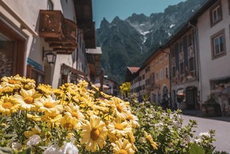 a group of flowers in a town