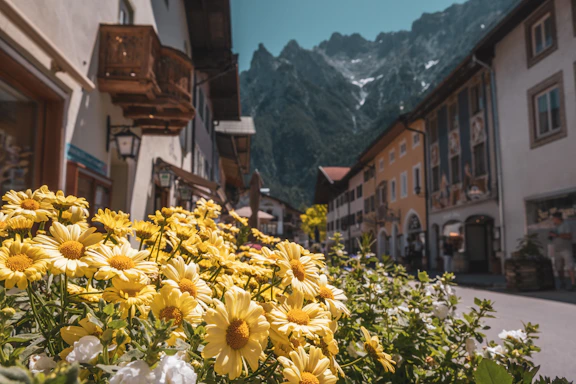 a group of flowers in a town