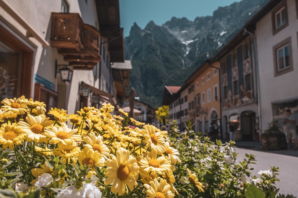 a group of flowers in a town