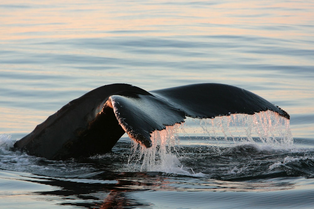 a whale jumping out of the water