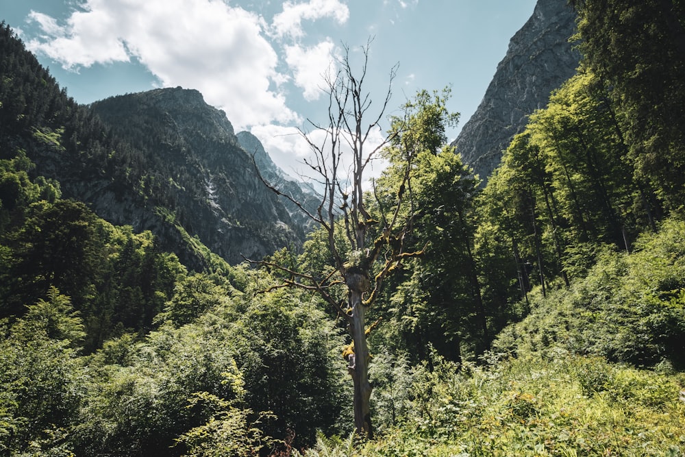 a forest of trees