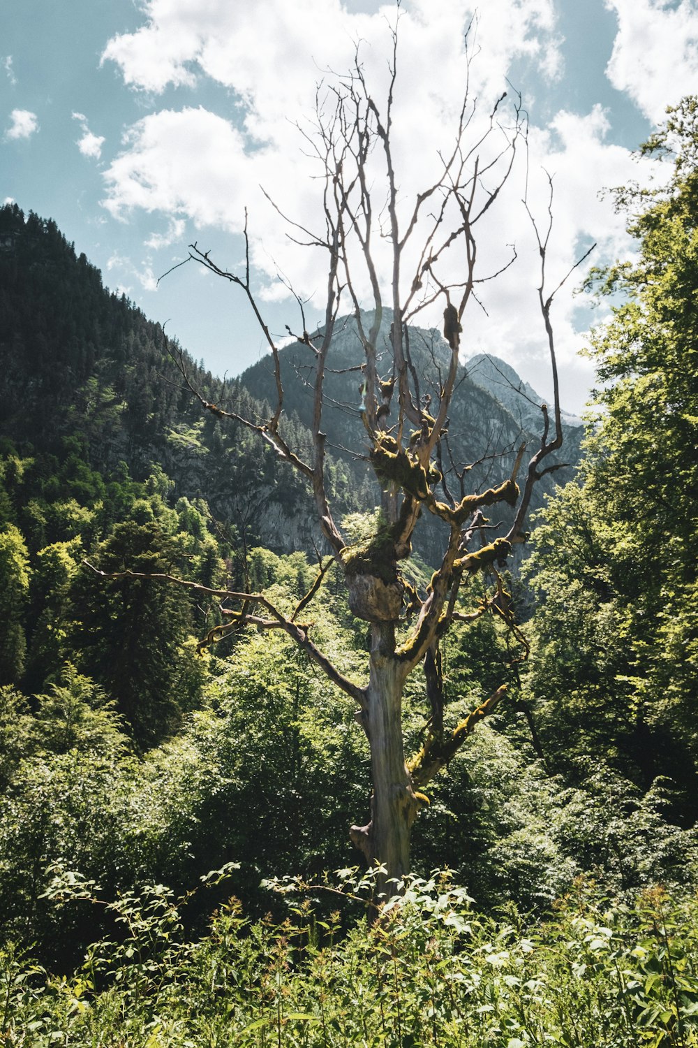 a tree with a mountain in the background