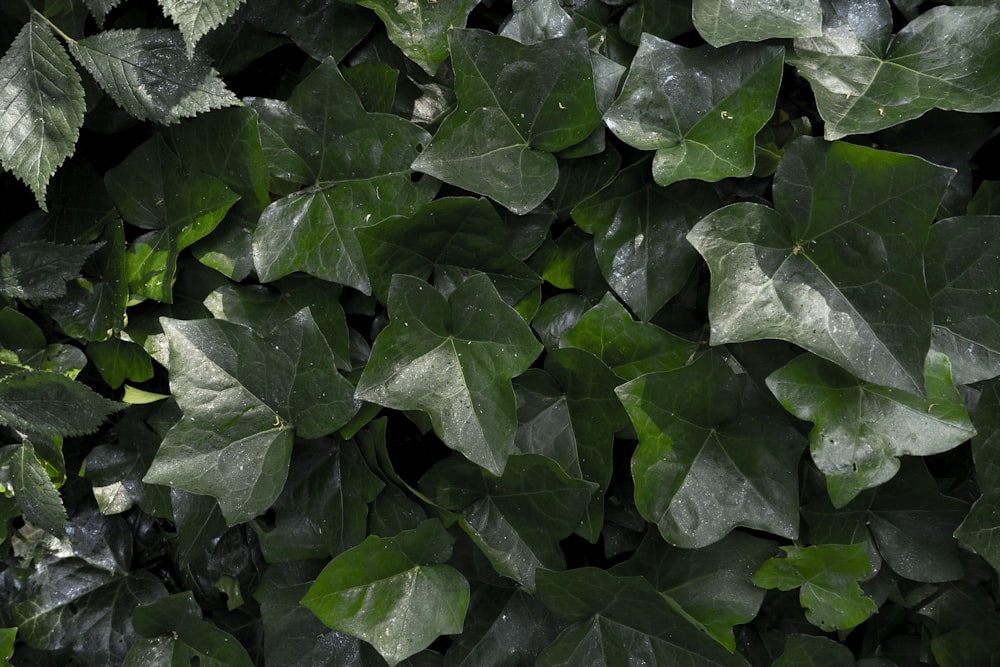 a group of green leaves