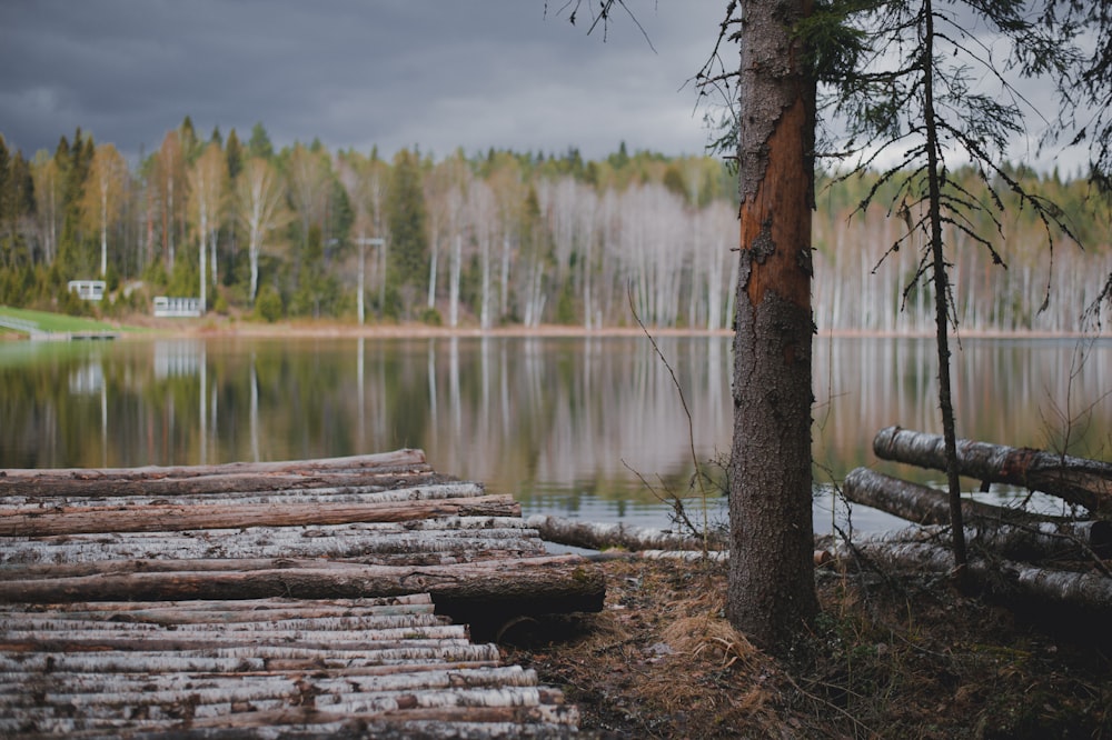 un lago con alberi intorno