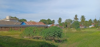 The image features a rural landscape with several low-rise buildings, some with rusty metal roofs. There are palm trees scattered throughout the background and lush greenery covers the foreground, including grass and shrubs. The sky is clear with some light clouds.
