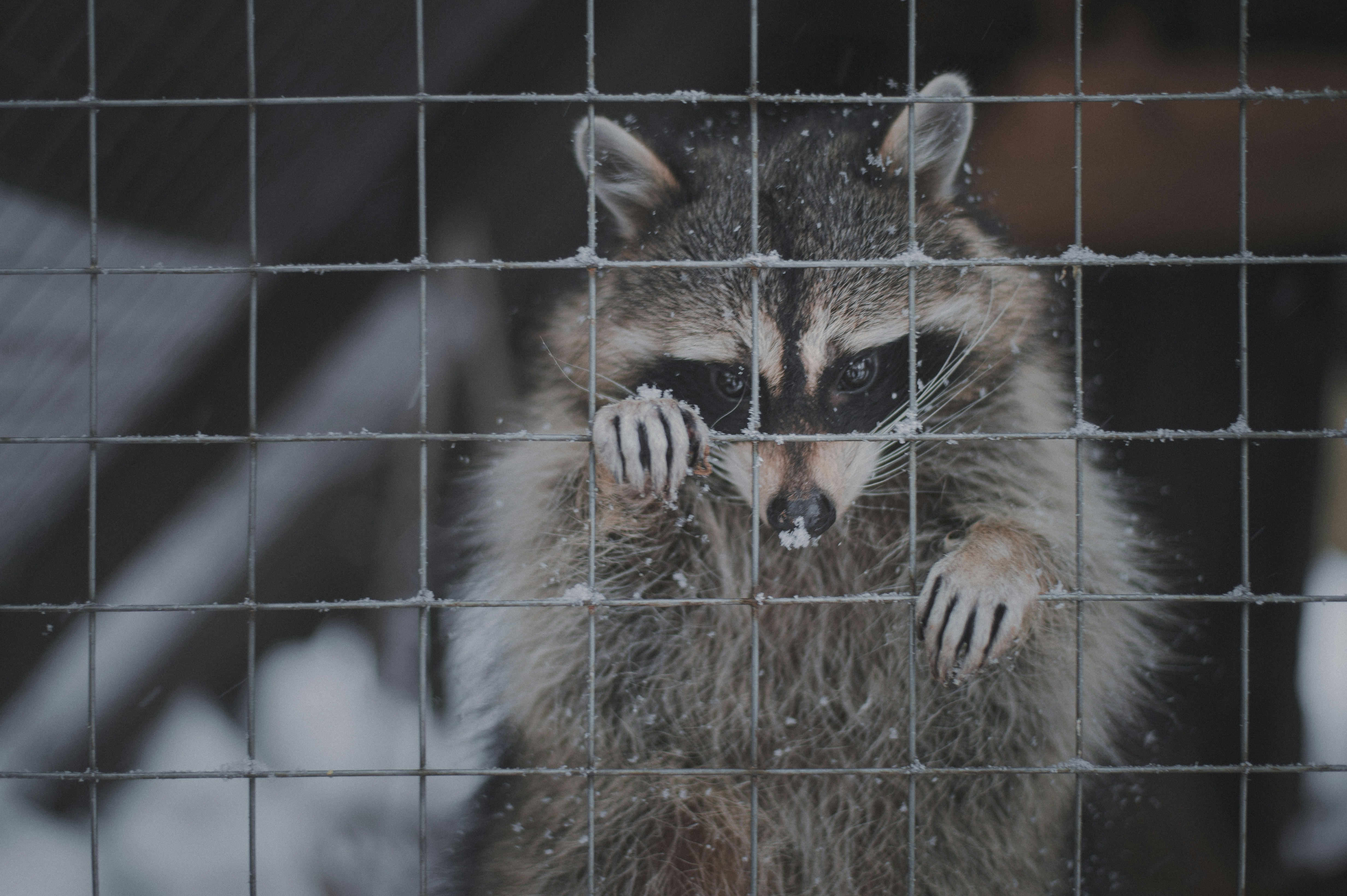 A raccoon sitting in a cage.