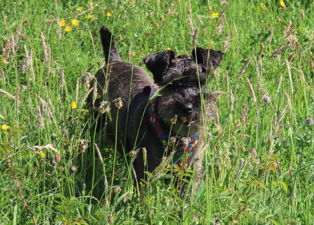 Eine Gruppe von Hunden spielt im Gras