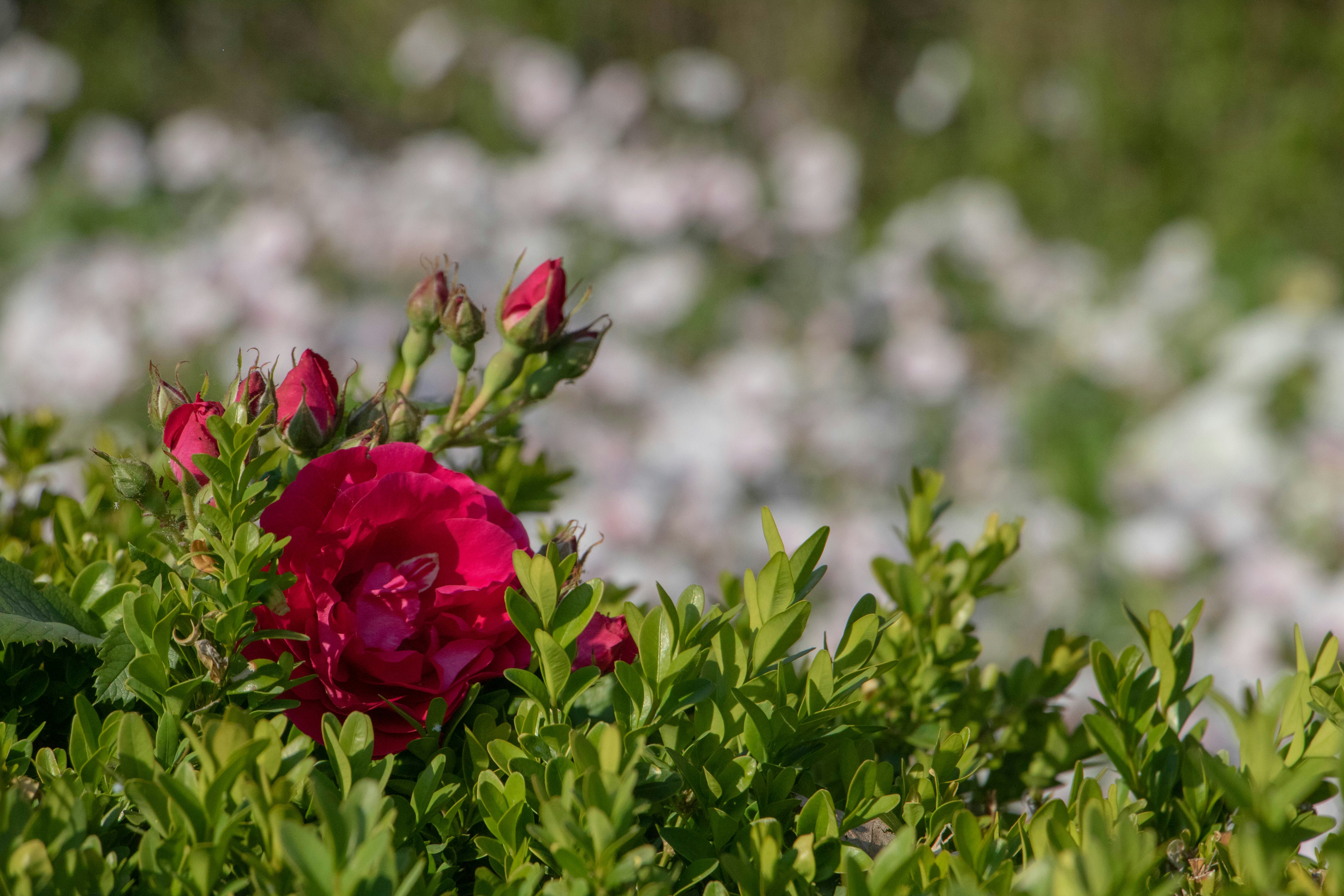 Photo by filipp_karpenko