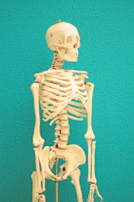 a skeleton of a human