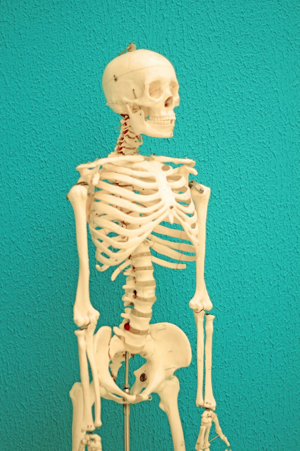 a skeleton of a human