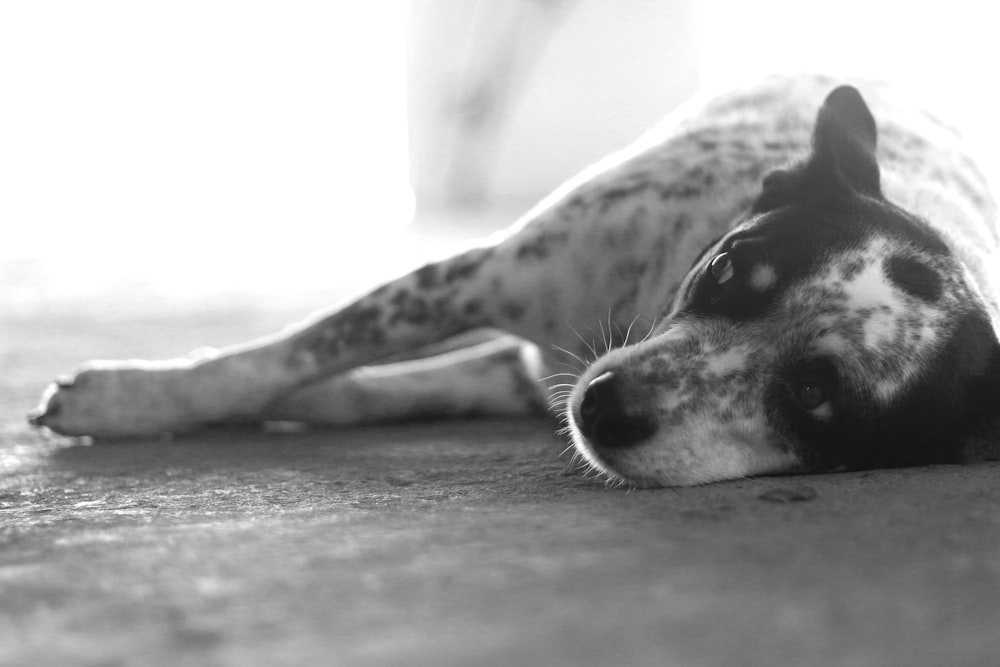 a dog lying on the ground