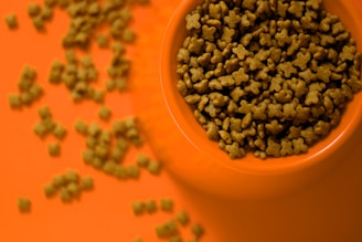 an orange bowl of cat dry food