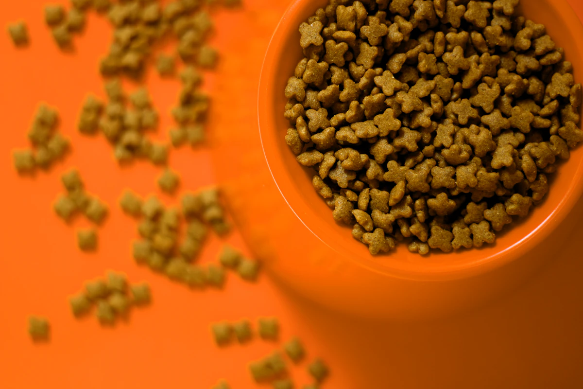 Cuenco con comida húmeda para gatos recién servida
