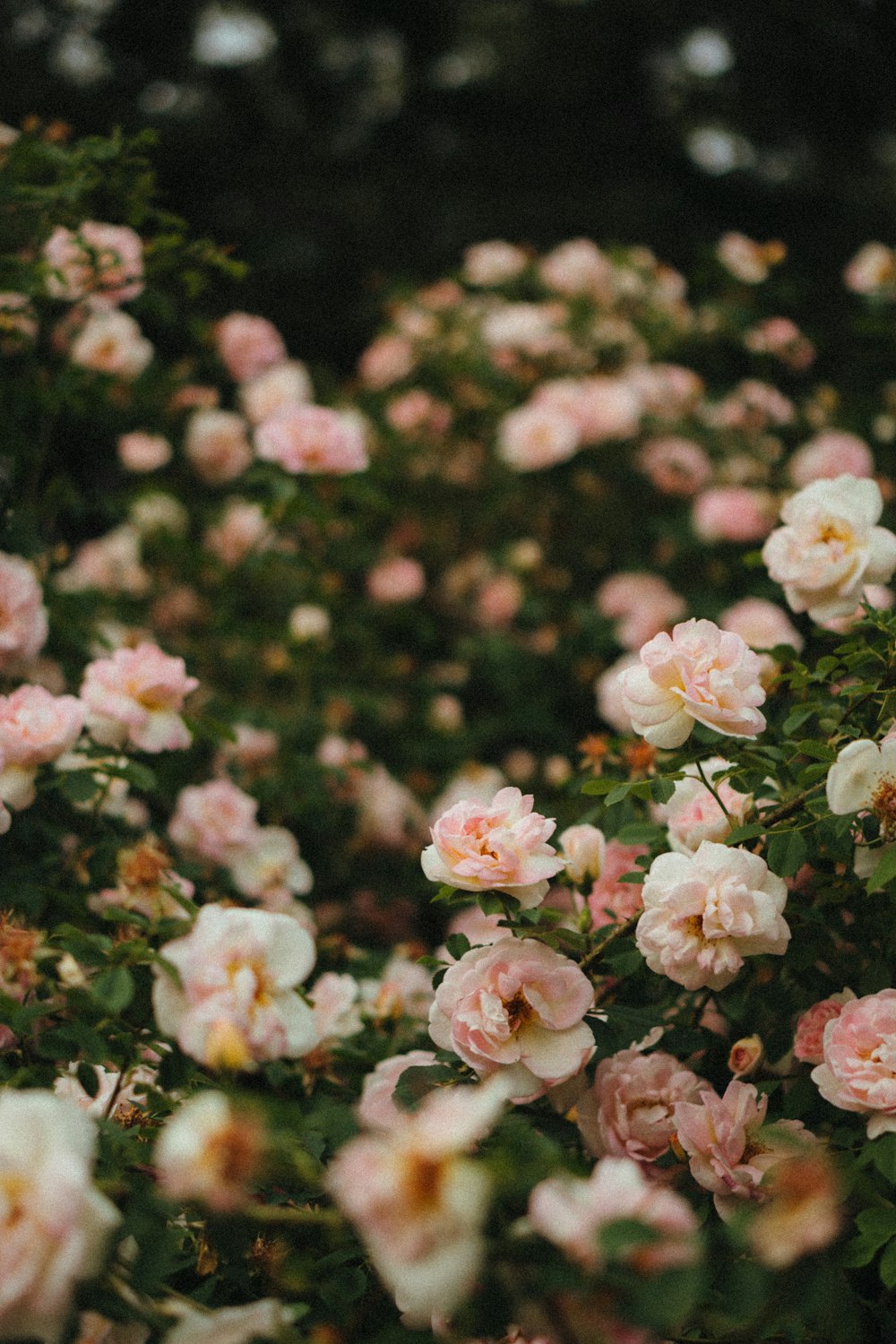 a group of flowers