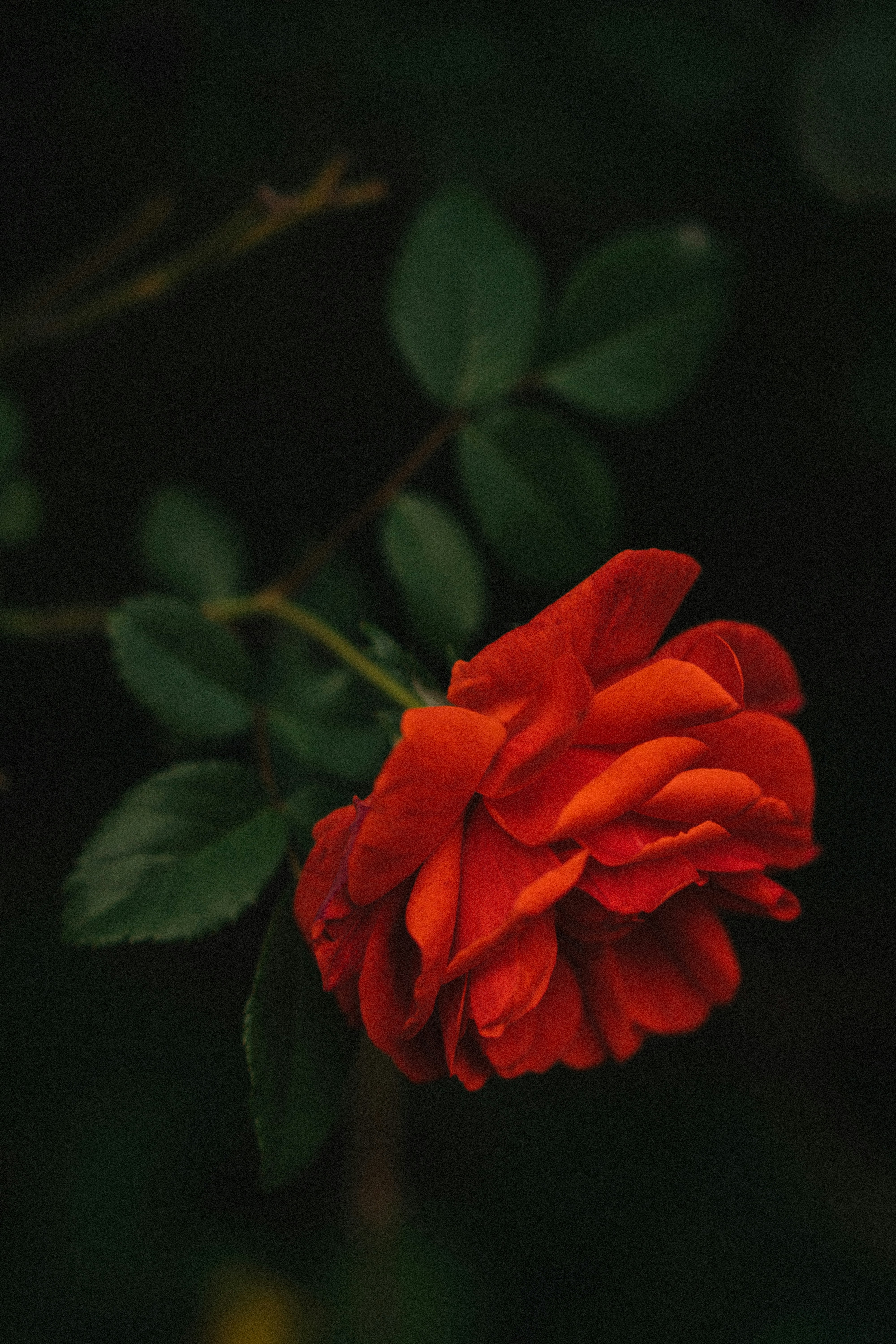 a red flower with green leaves