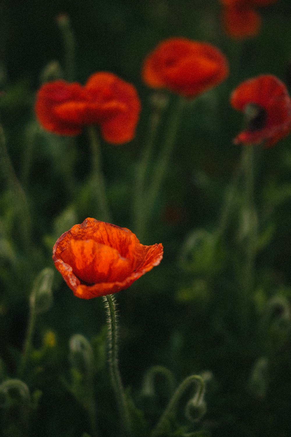 a group of red flowers