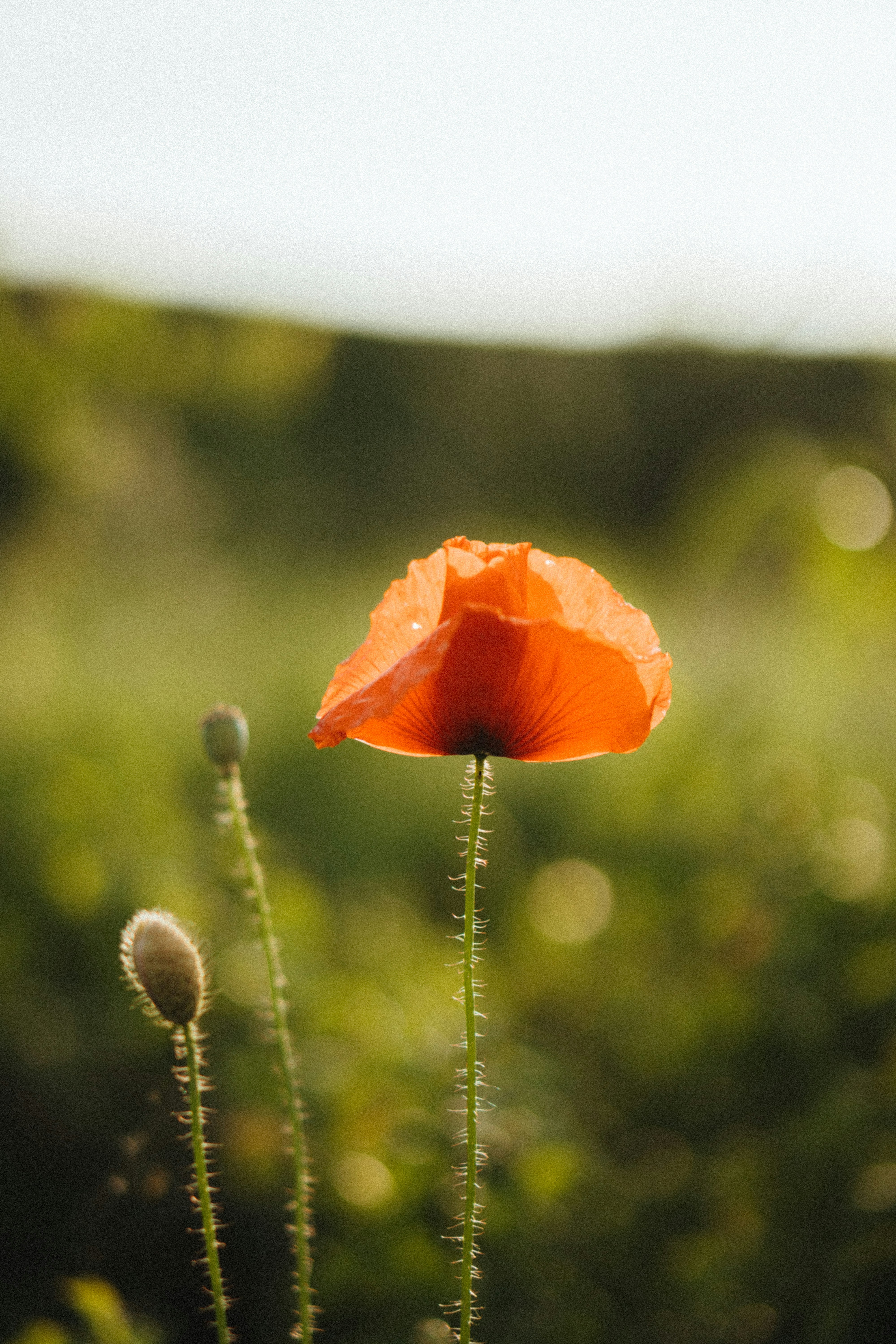 Photo by ulitretynychenko