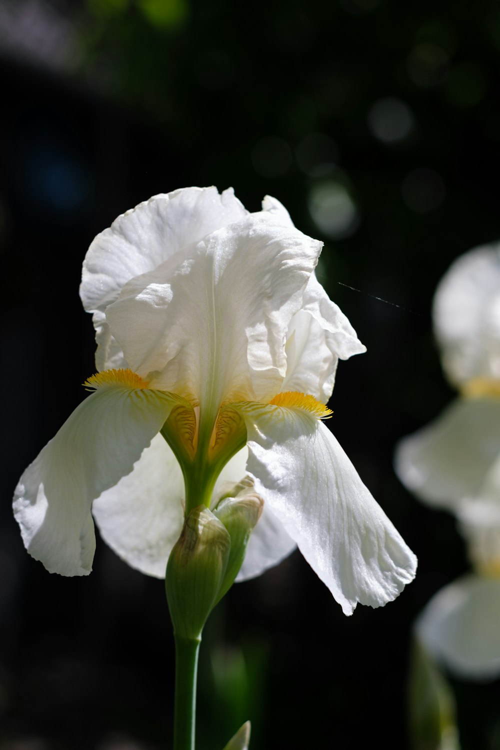 eine weiße Blume mit gelber Mitte