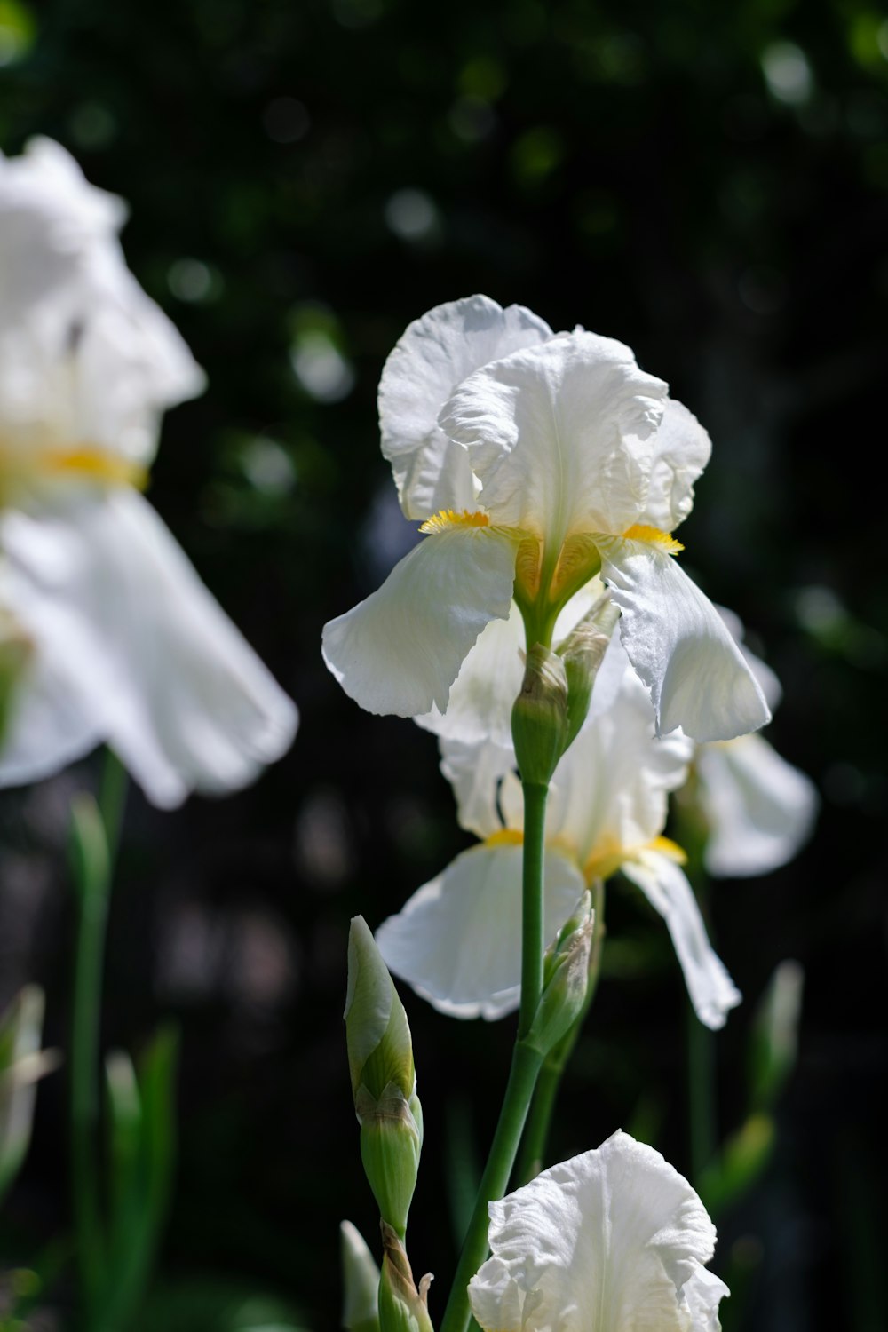 いくつかの花のクローズアップ