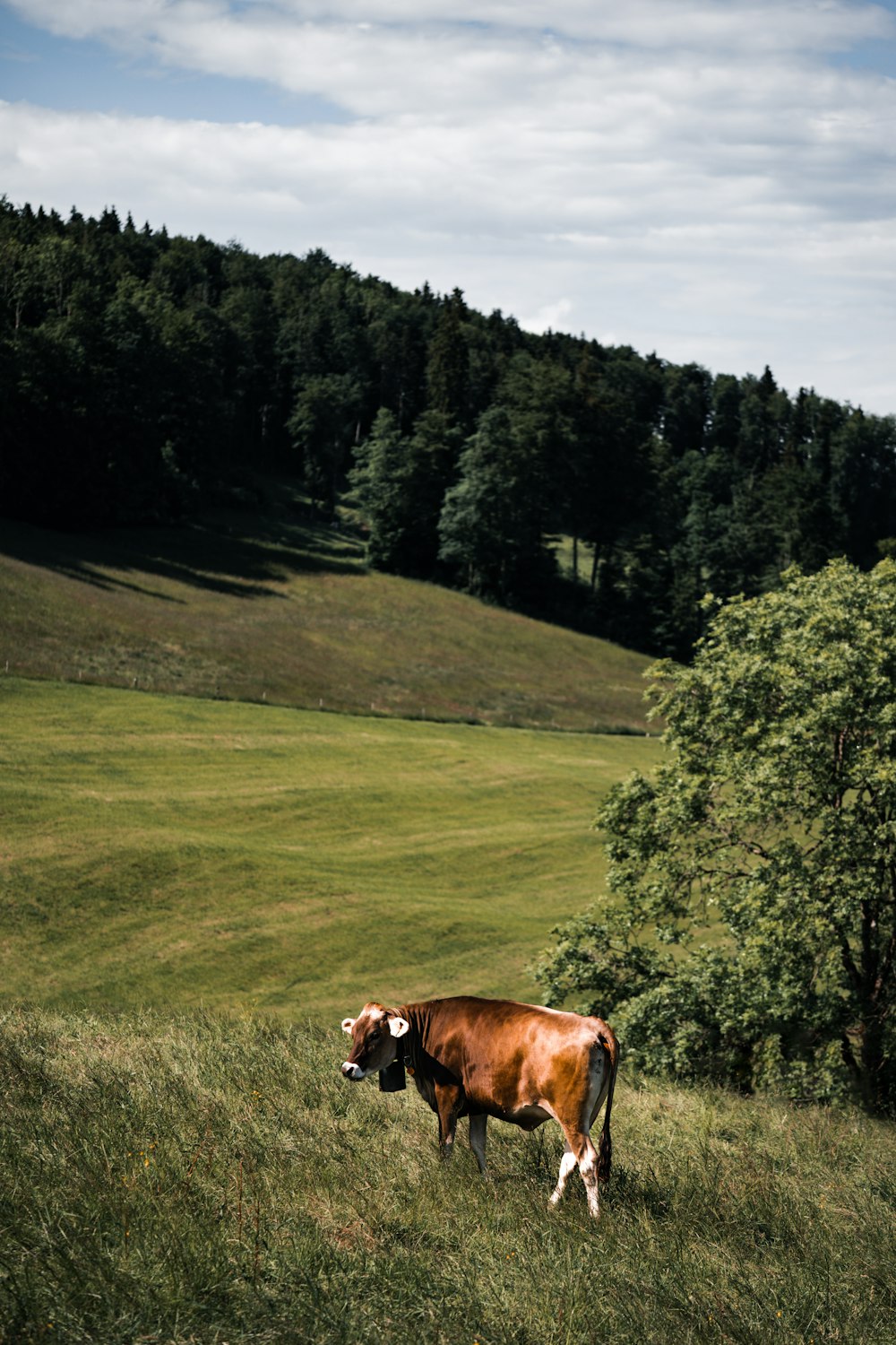 a cow standing in a field