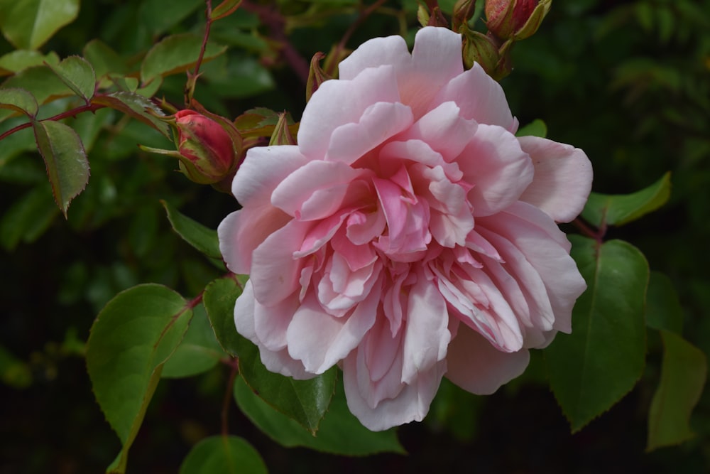 a pink flower on a plant