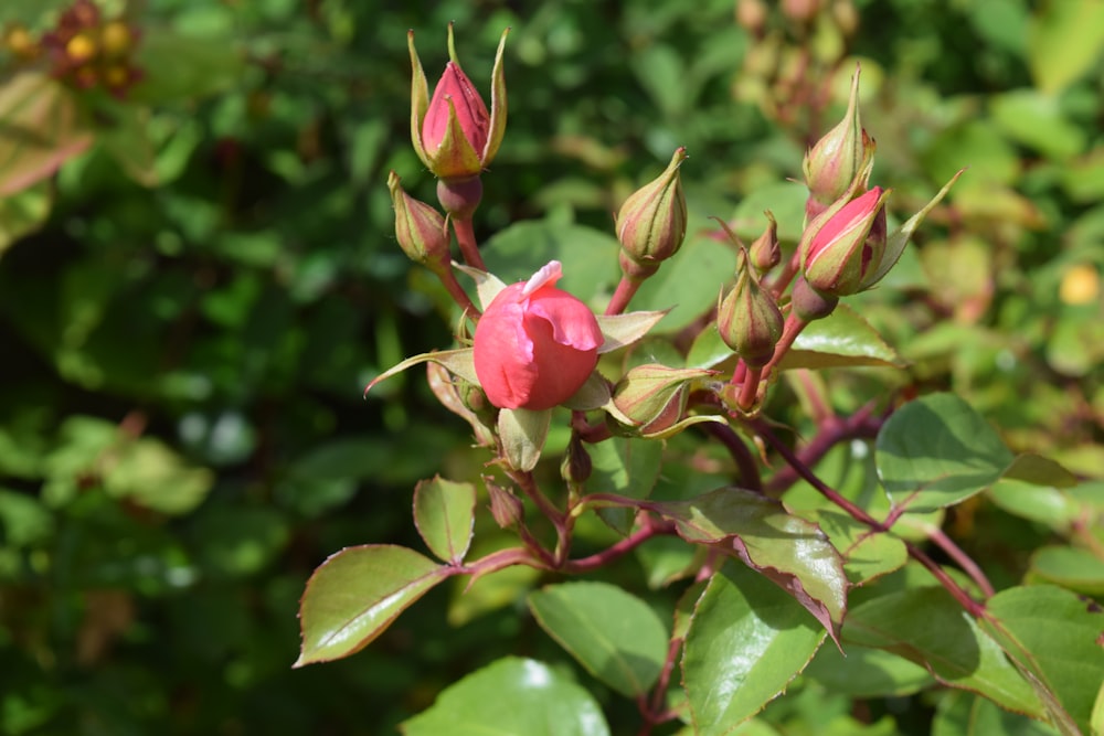 a close up of a flower