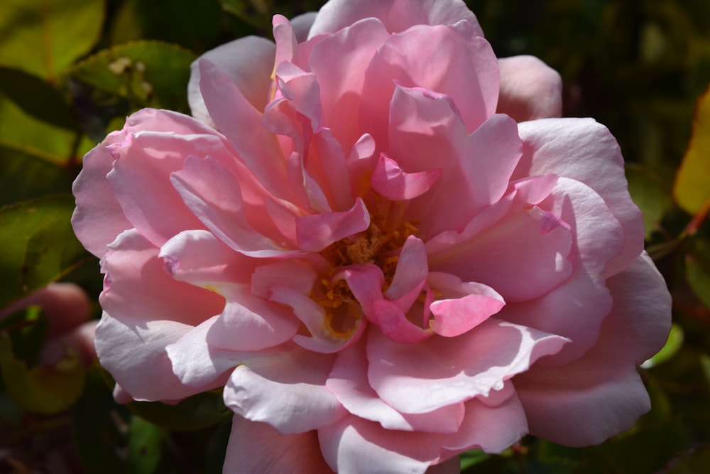 a pink flower with green leaves