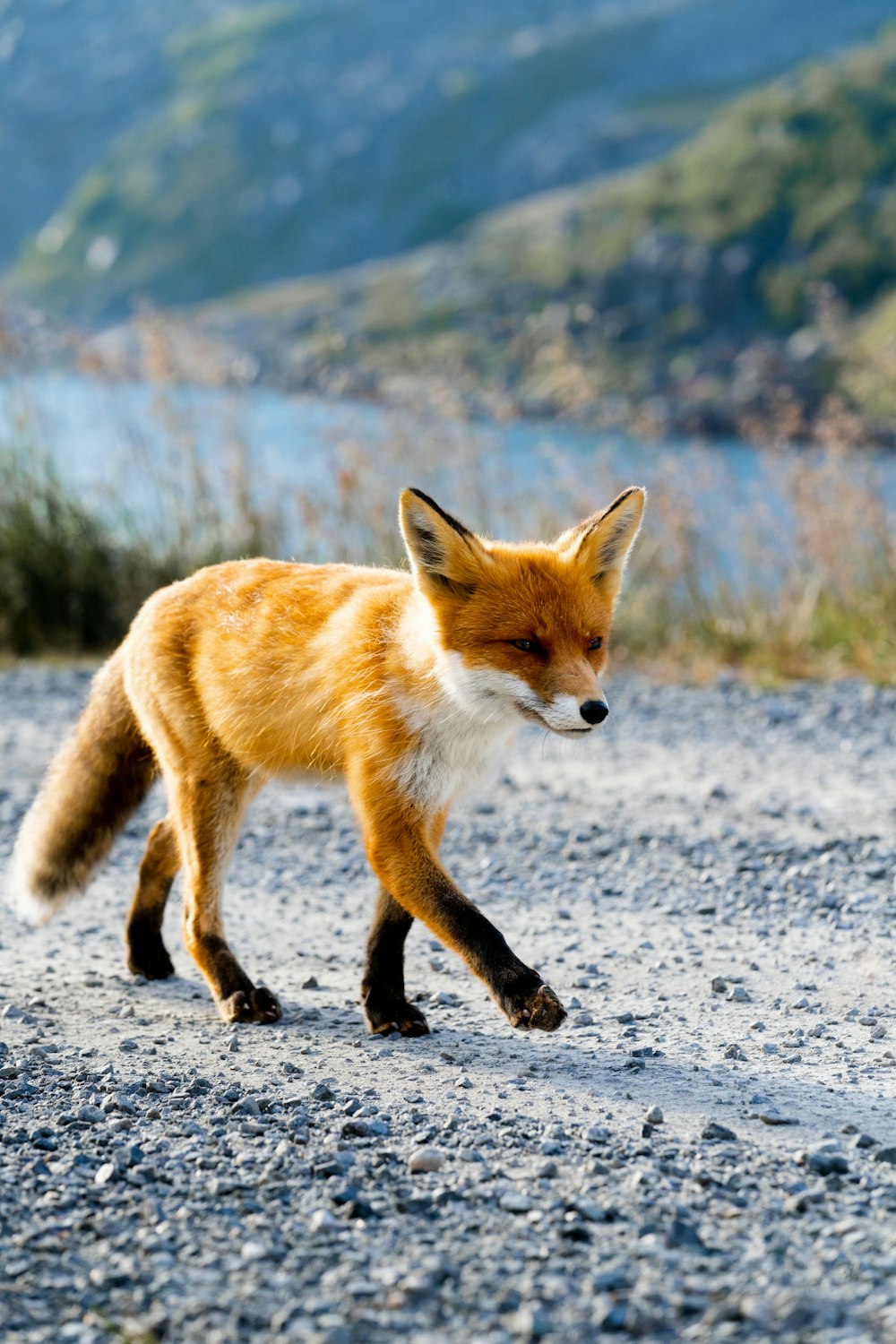 a fox walking on a rocky surface