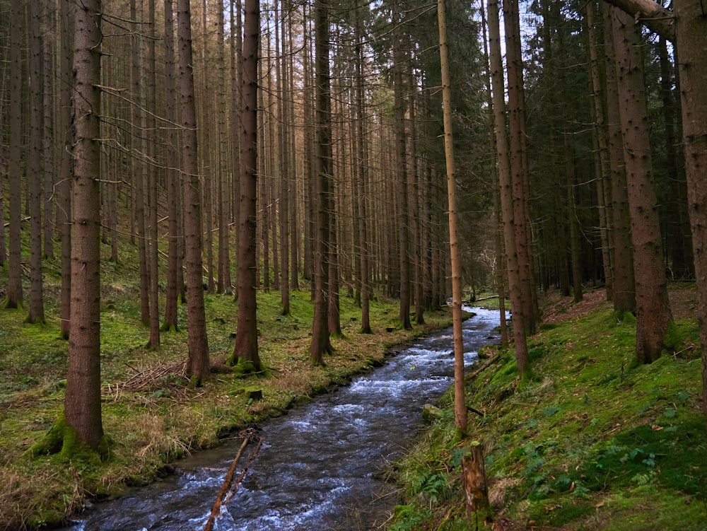 a stream in a forest