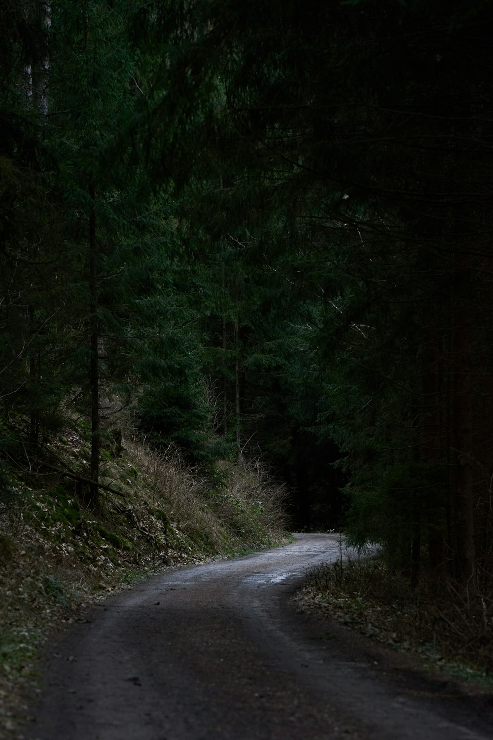 a road in the woods