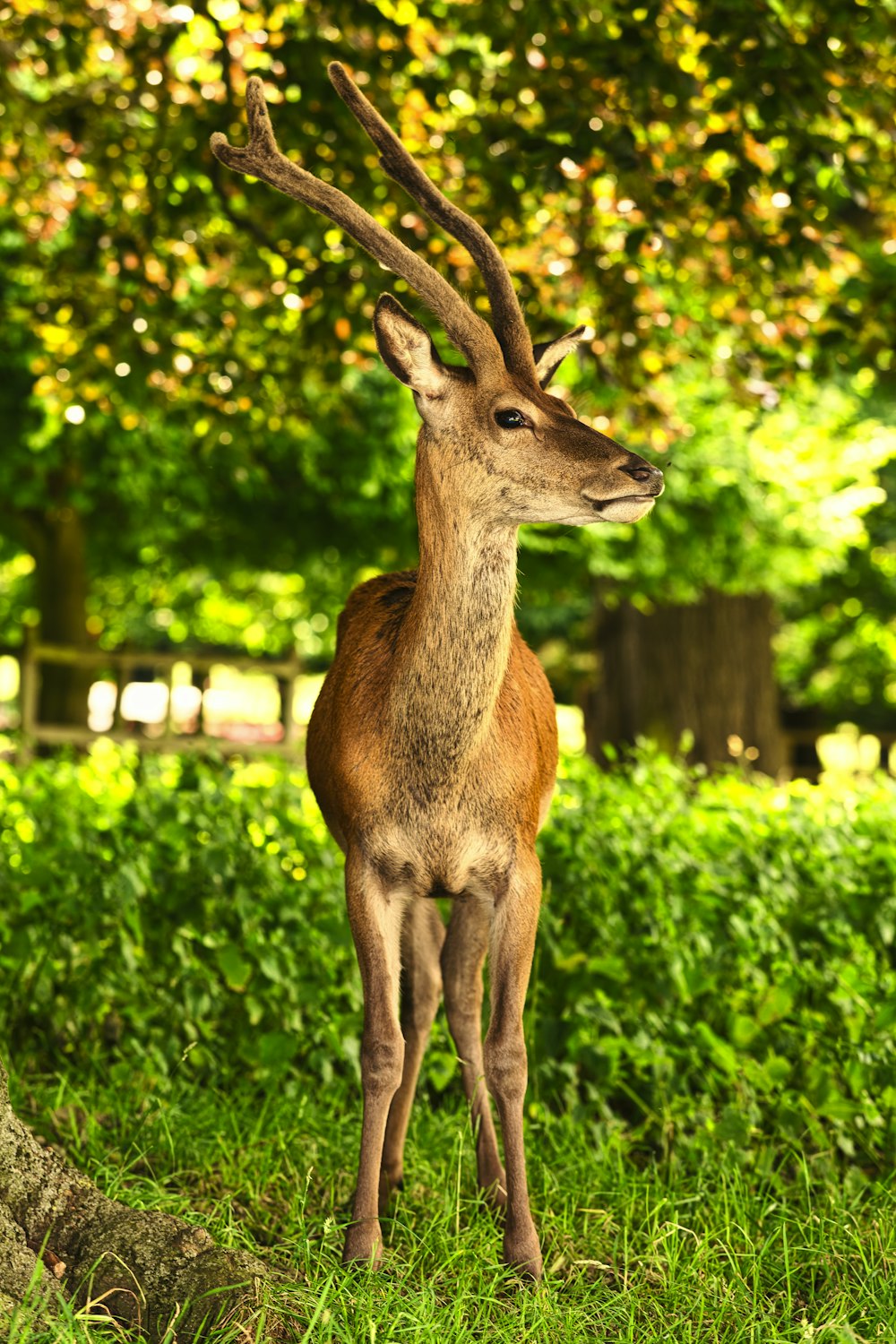 a deer standing in a grassy area
