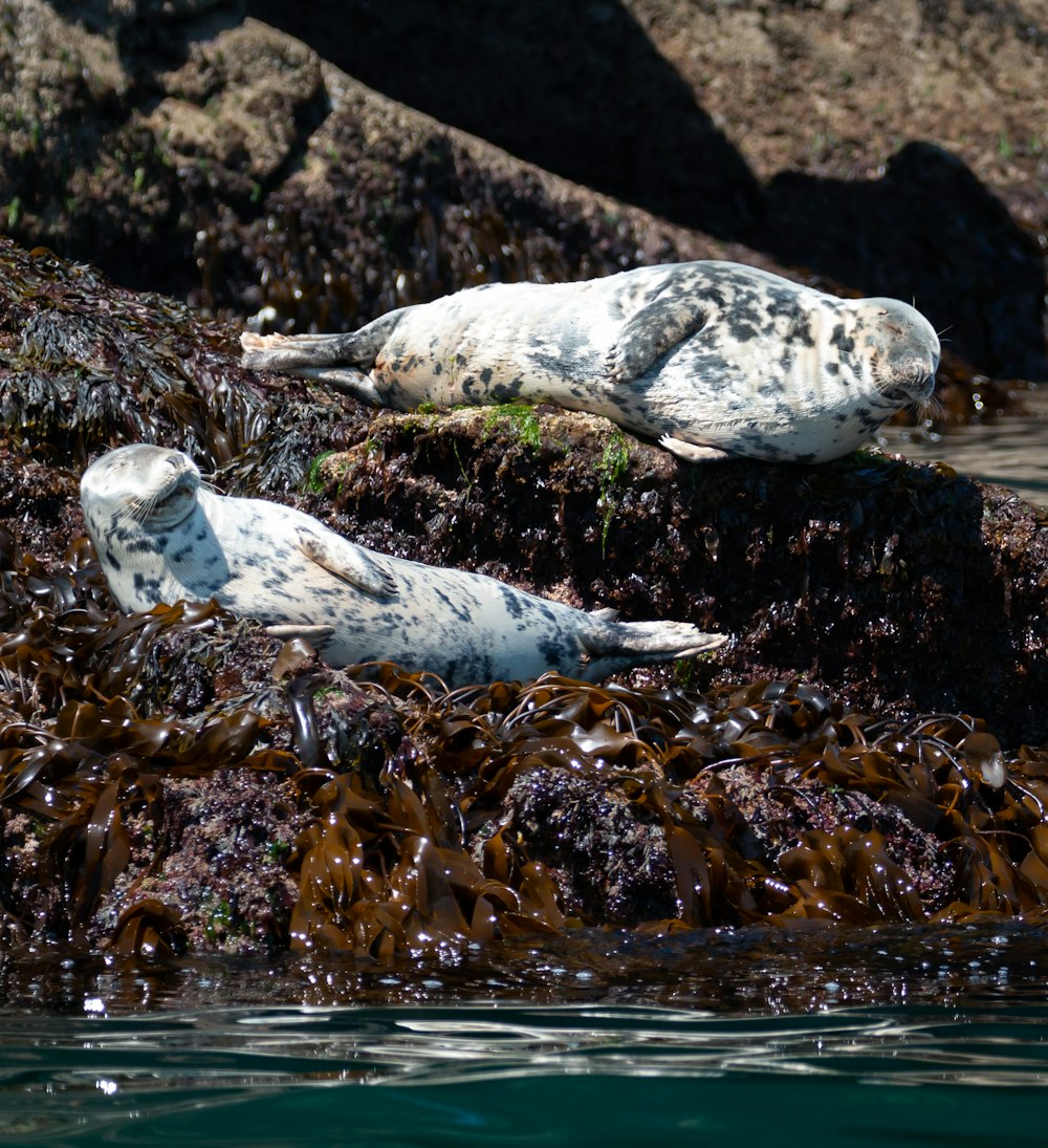 a couple of seals lying on a log