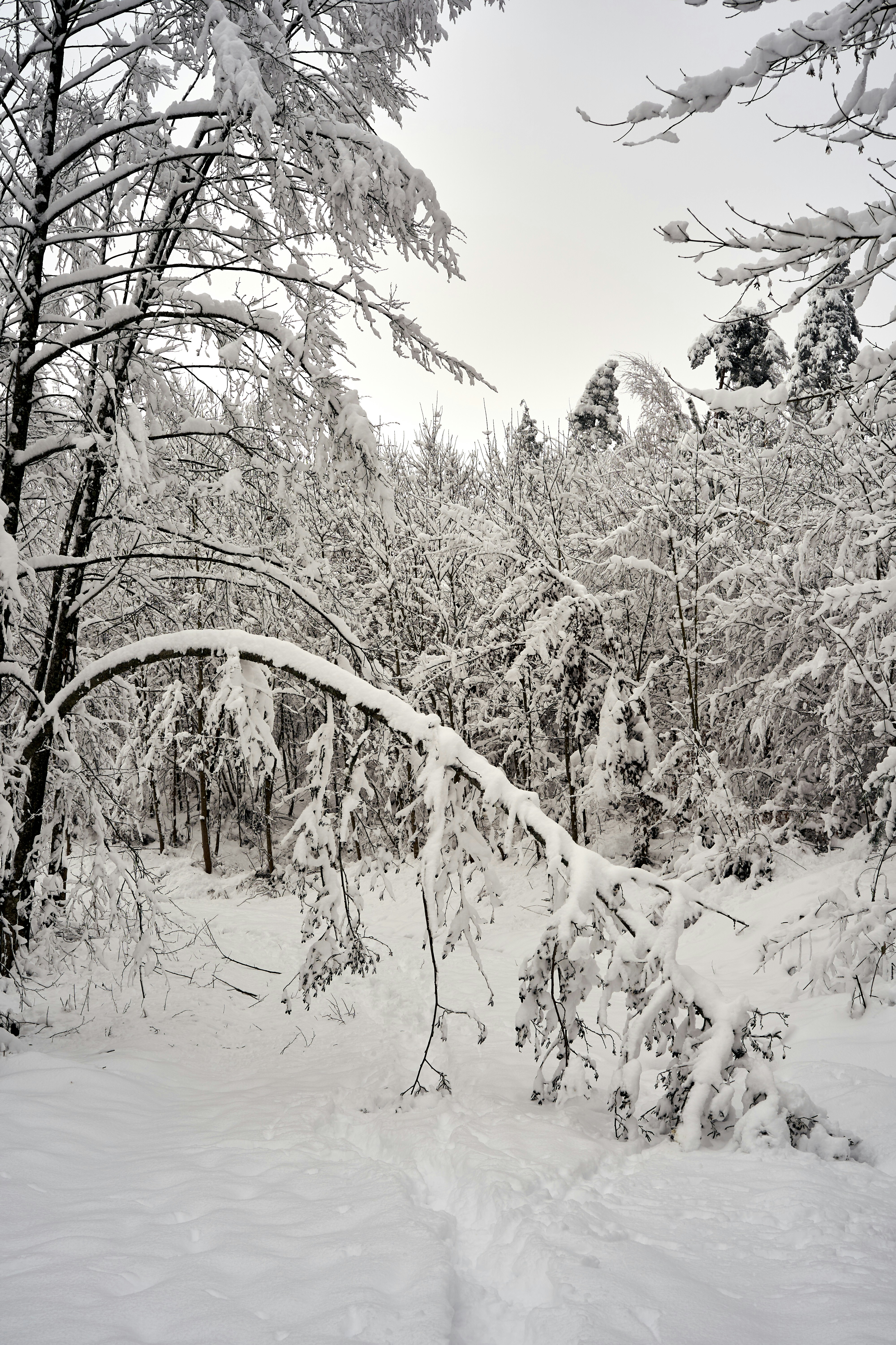 Photo by wolfgang_hasselmann