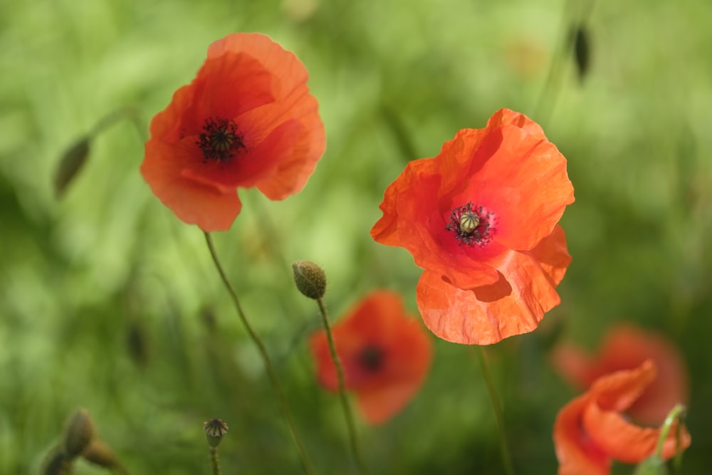 un groupe de fleurs rouges