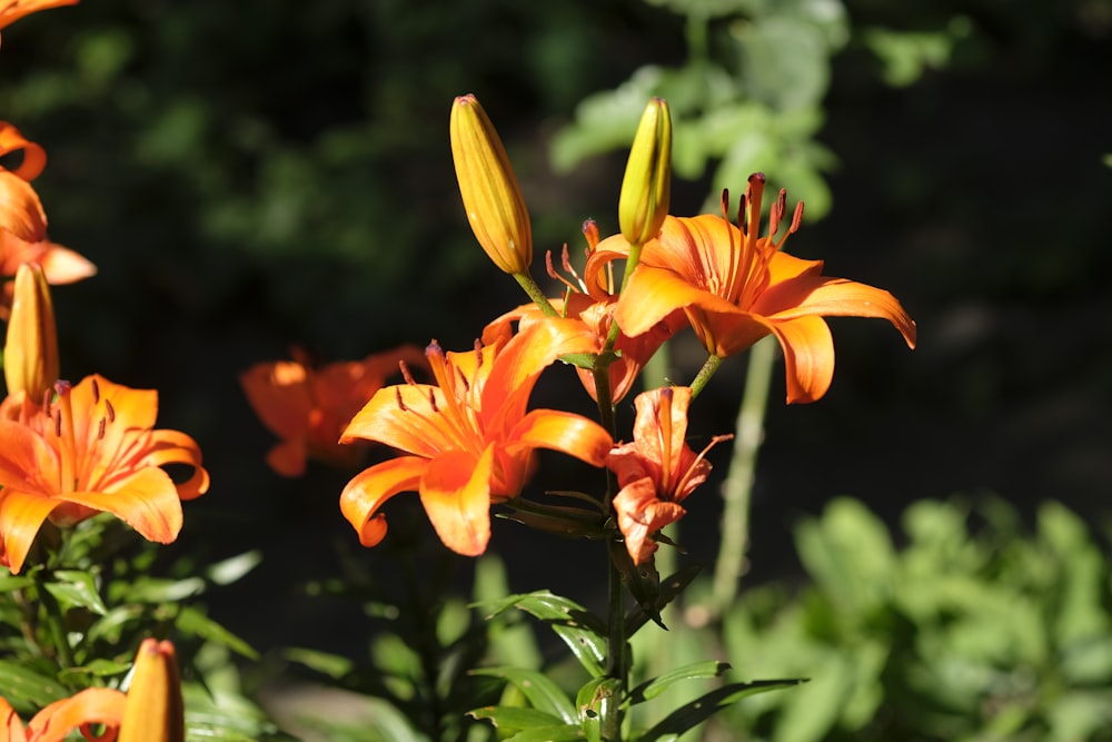 un groupe de fleurs oranges