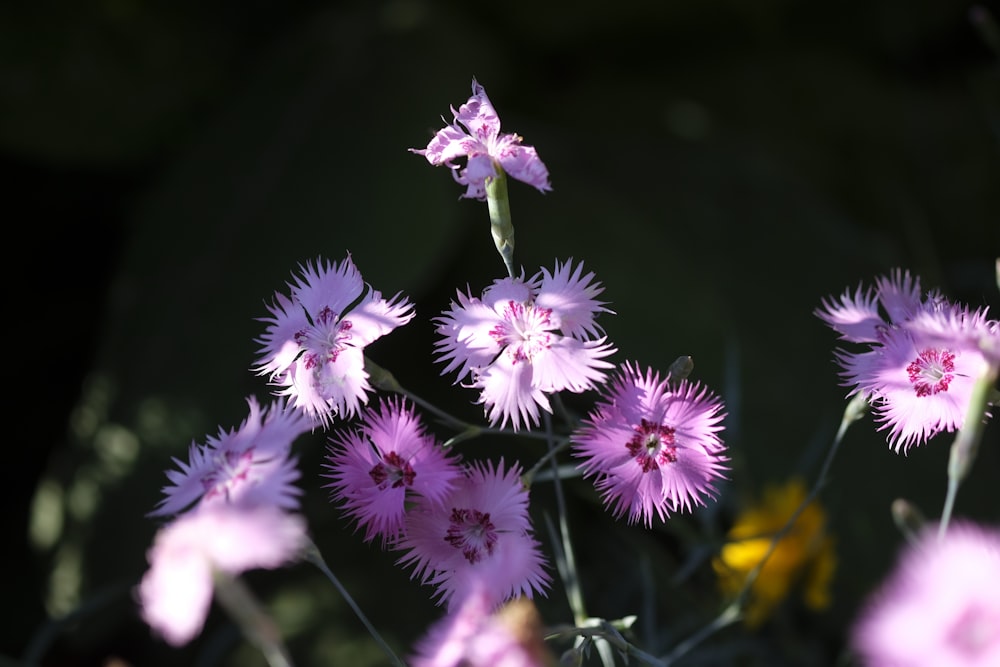 a close up of purple flowers